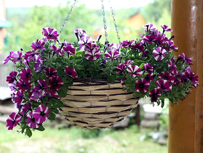 На сегодняшний день для вертикального озеленения могут быть использованы конструкции с небольшими металлическими цепочками, жестко прикрепленными к краевой части цветочного горшка