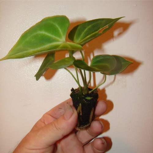 Антуриум легко размножить самостоятельно