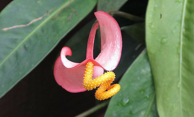 Антуриум Шерцера Лачетти