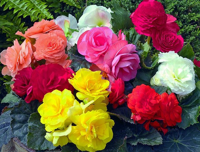 Цветовая гамма бегонии поражает своим разнообразием