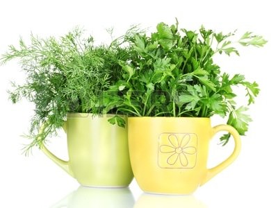 Укроп и петрушка являются наиболее востребованными зеленными культурами