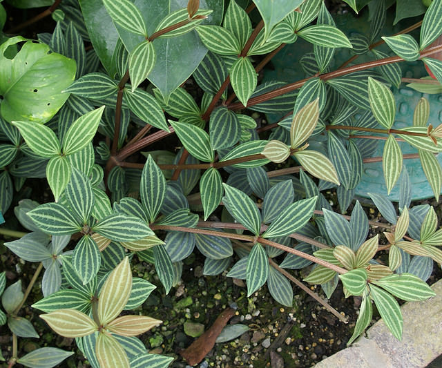 Пеперомия ямчатая (P.puteolata)