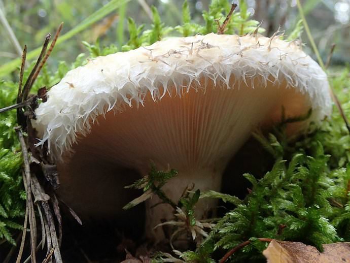 Груздь настоящий встречается в березовых и сосново-березовых лесах в период с июля по сентябрь, образуя микоризу с березами