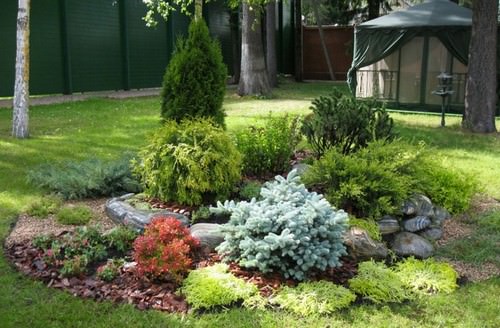 Декоративные хвойные растения уже давно очень полюбились отечественным владельцам приусадебных участков