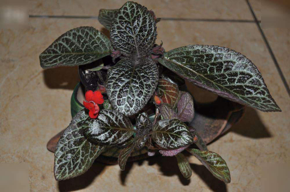 Красочные листья и нарядные цветы эписции не остались без внимания садоводов