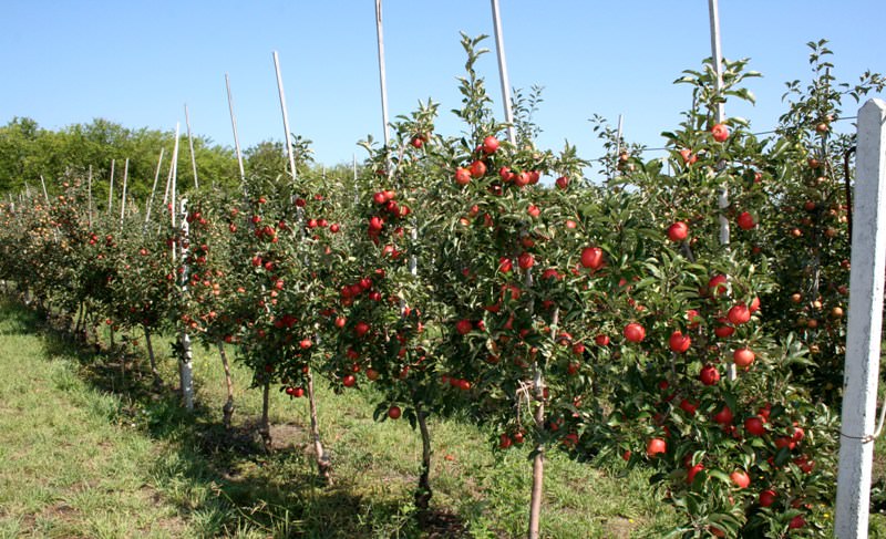 Карлики. Самый оптимальный вариант для приусадебного сада