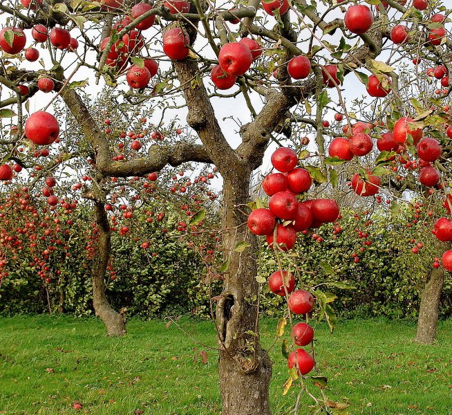Есть у высокорослых яблонь и немало положительных сторон: первое – это их долговечность