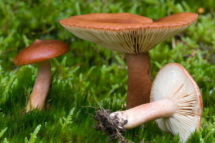 Достаточно часто ножка Lactarius rufus имеет одинаковое со шляпкой окрашивание
