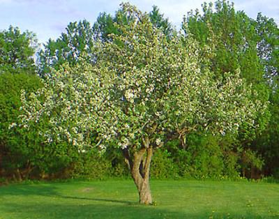 Отмирают ветки у яблони.