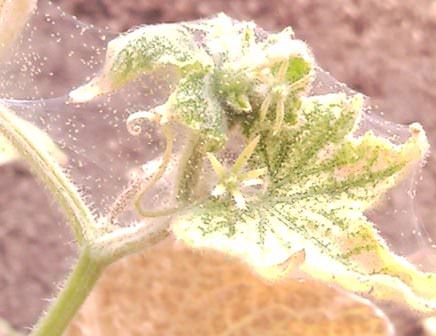 Как вывести паутинного клеща с помидоров