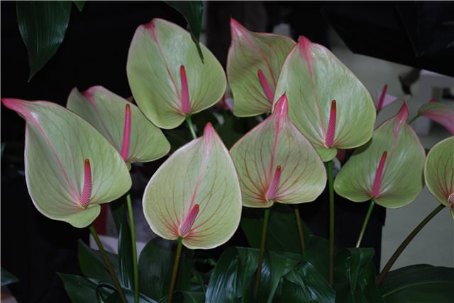 Антуриумы нуждаются в достаточно ярком, но рассеянном освещении