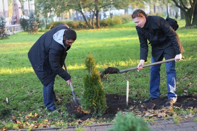Посадку туи осуществляют по весне, когда прошли заморозки