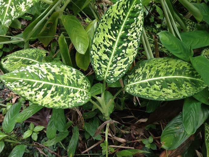 Диффенбахия пятнистая (Dieffenbachia maculata)