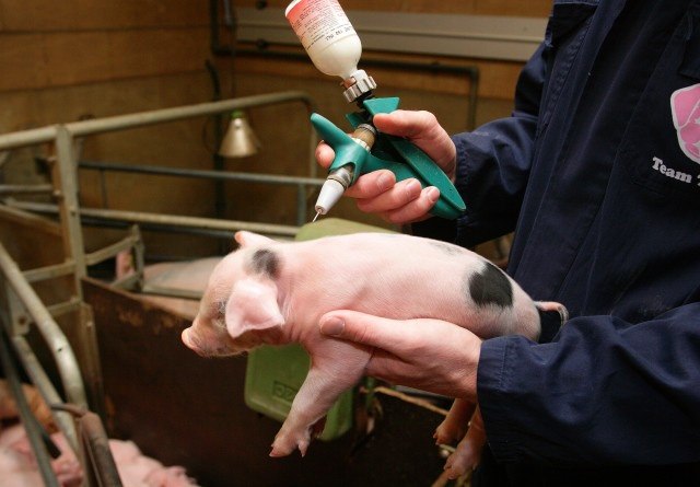 Профилактика заболеваний заключается в постоянном контроле за животным