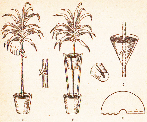 Способ размножения драцены при помощи воздушных отводков незначительно уступает по популярности черенкованию