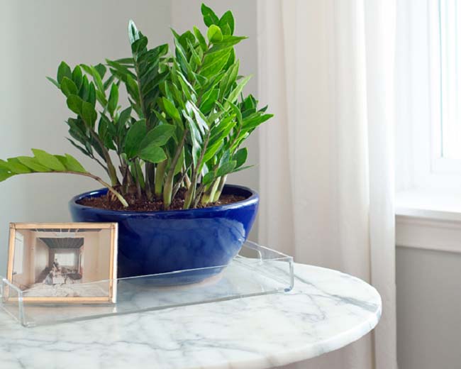 Немаловажное значение при выращивании замиокулькаса имеет суеверие, которое характеризует данную комнатную декоративную культуру, как цветок безбрачия