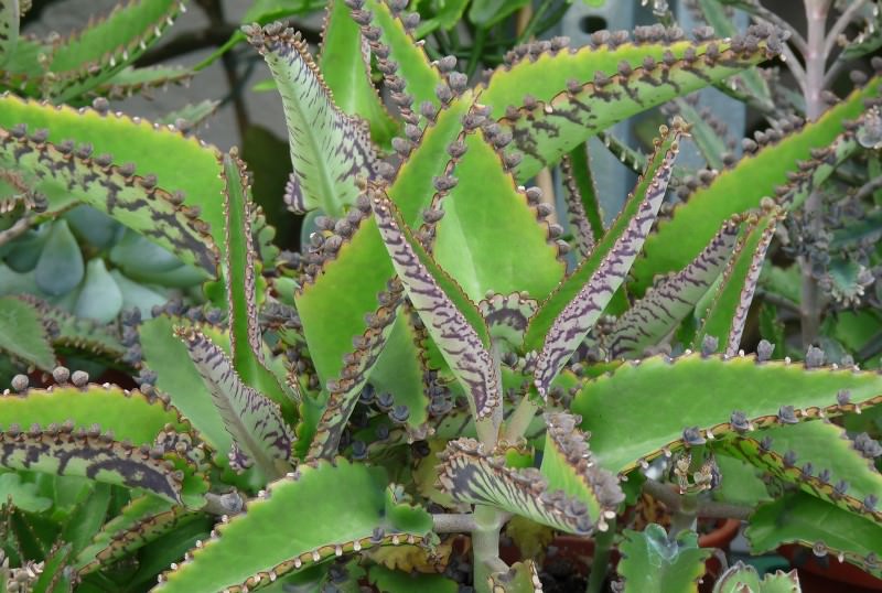 Его лечебные свойства делают его таким востребованным. Кроме того, относительно недавно было выявлено то, что растение эффективно для лечения рака