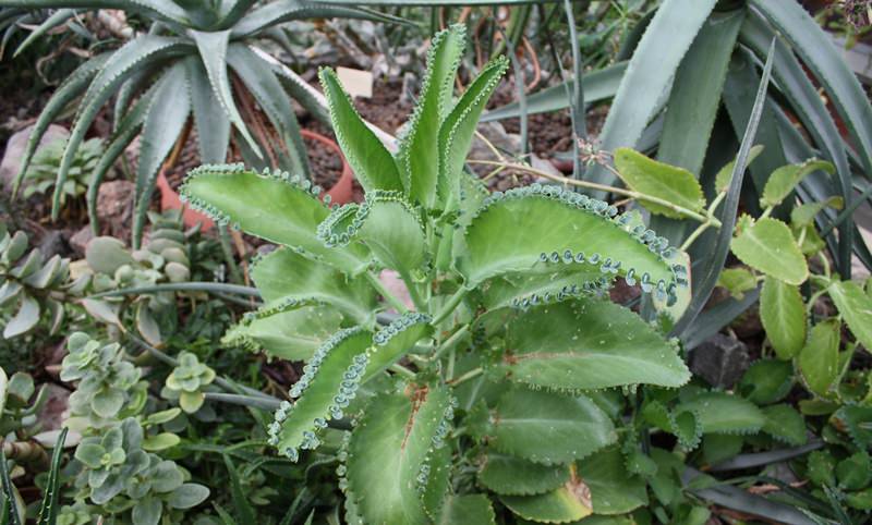 Листья каланхоэ содержат органическое соединение. Кроме того, его геном изучается в связи с выращиванием растений для производства биотоплива в пустынных районах