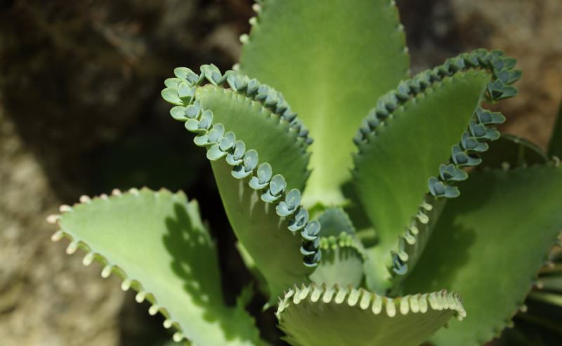 Клинические исследования указывают на то, что каланхоэ может быть токсичным при чрезмерном использовании