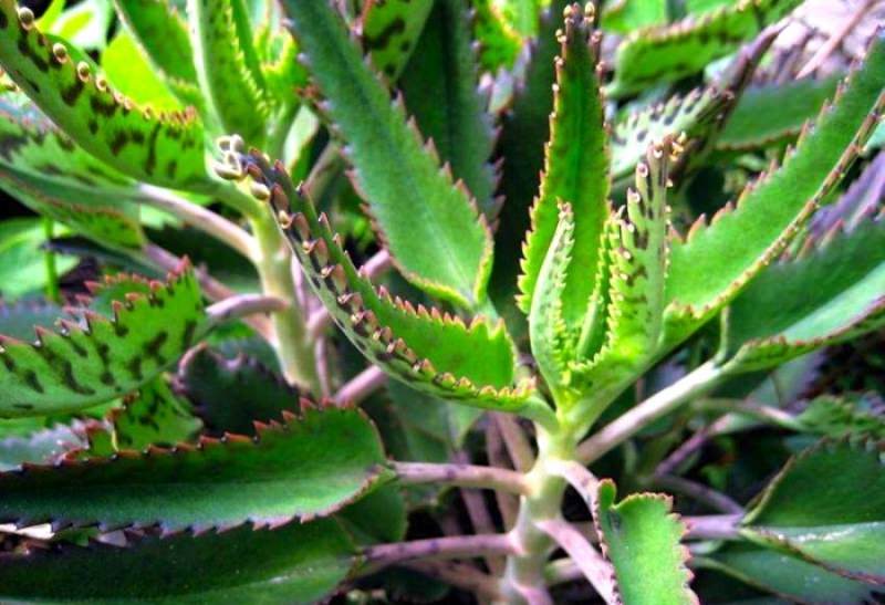 Это суккулентное растение может противостоять засухе, хотя производительность лучше, когда его регулярно поливают