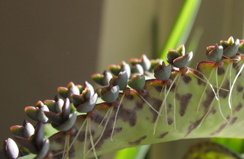 Размножение происходит как семенами, так и почками, которые производят новые саженцы и черенки