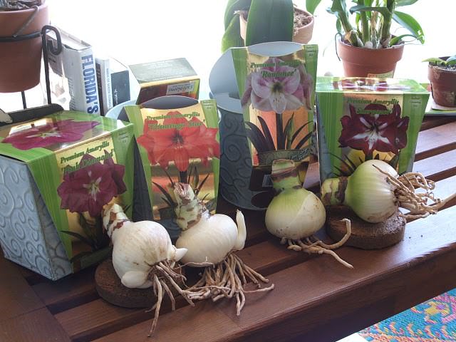 Размножается амариллис преимущественно детками – небольшими луковицами-отпрысками, которые формируются у основания материнской корневой системы