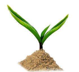 Домашний финик из косточки вырастить реально