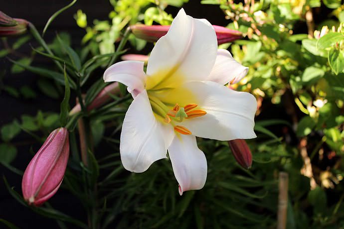 В христианских традициях цветы белой лилии соотносятся с образом святой Девы Марии