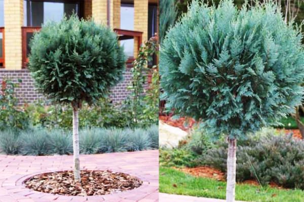 Крыжовник и смородина на штамбе. Возможно ли вырастить