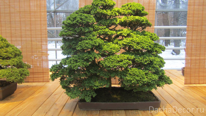 Кипарисовик притупленный ©arambel.ru