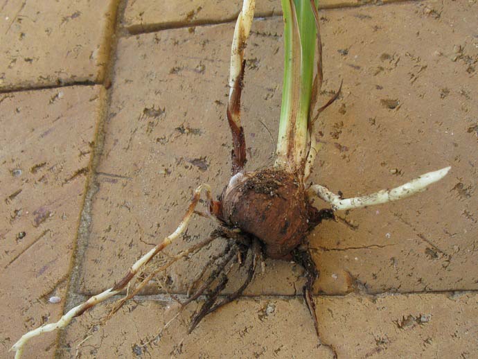 Китайские гладиолусы прекрасно растут из луковиц