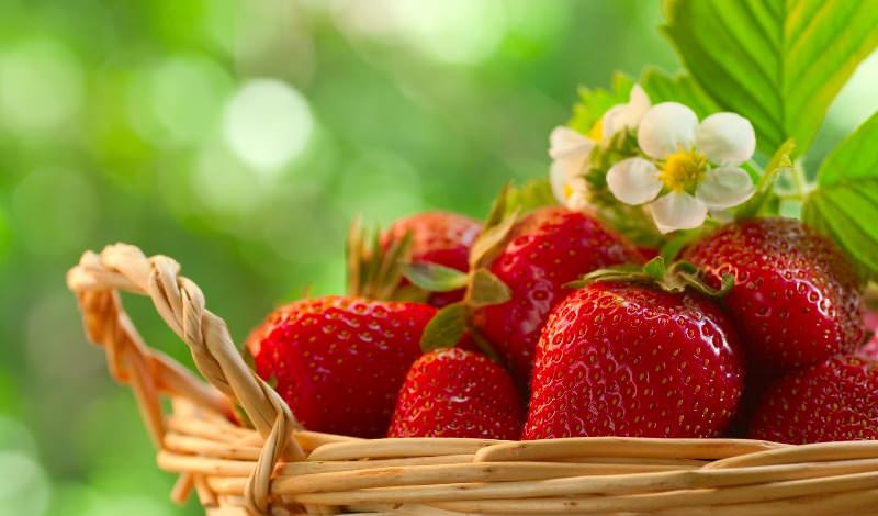 Производительность данного подвида очень высокая и стабильная, стоит отметить, что клубника Джоли замечательно переносит зиму в средней полосе России