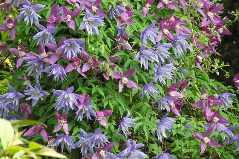 Клематисы на даче: выбор сорта и правила агротехники