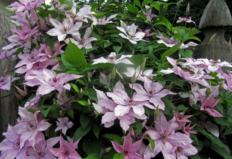 Клематисы на даче: выбор сорта и правила агротехники
