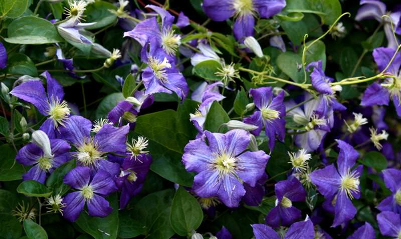 Клематисы на даче: выбор сорта и правила агротехники