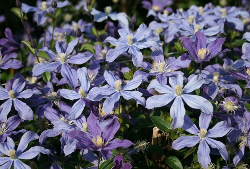 Клематисы на даче: выбор сорта и правила агротехники