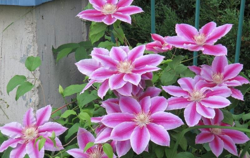 Клематисы на даче: выбор сорта и правила агротехники