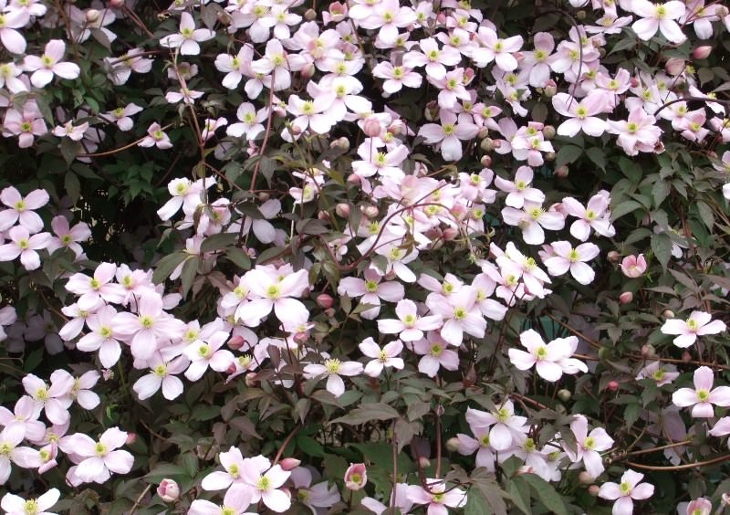 Клематисы на даче: выбор сорта и правила агротехники