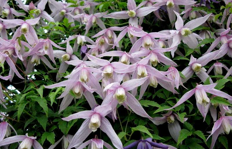 Клематисы на даче: выбор сорта и правила агротехники