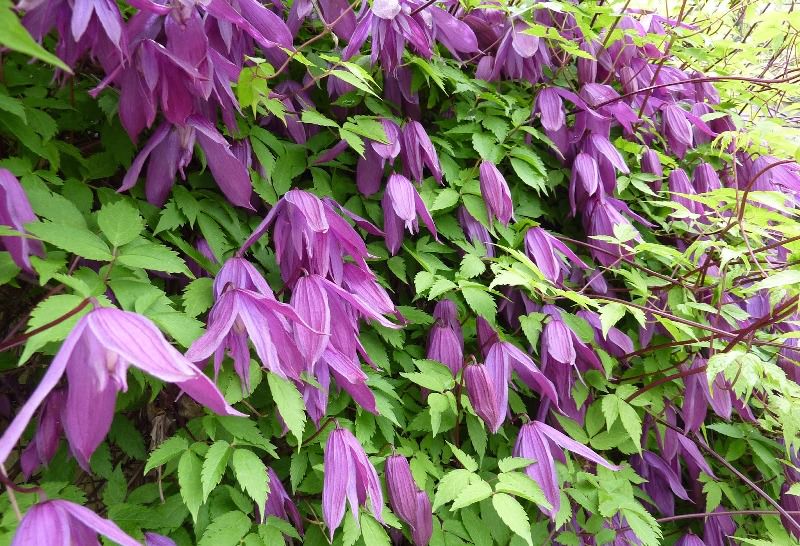 Клематисы на даче: выбор сорта и правила агротехники