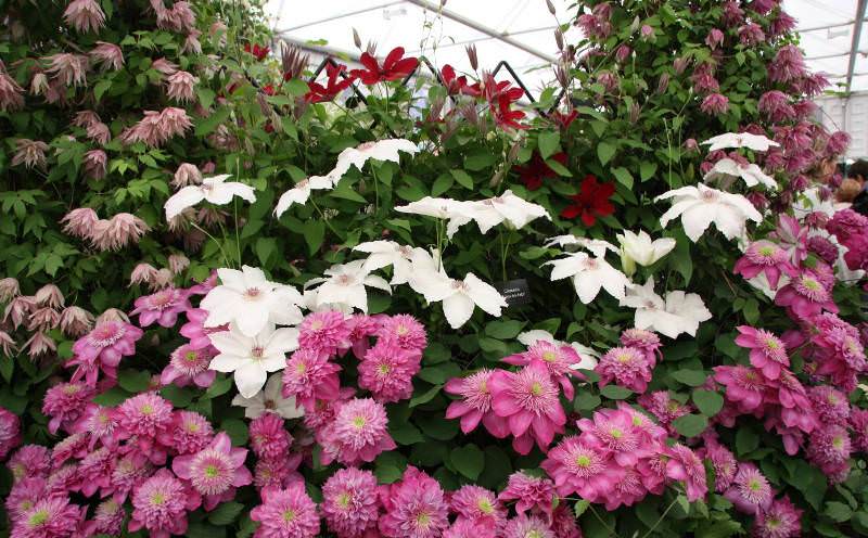 Клематисы на даче: выбор сорта и правила агротехники