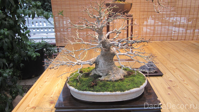 Клен дальневидный, возраст — 70 лет ©arambel.ru