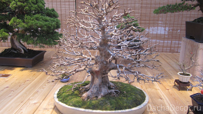 Клен трехраздельный, возраст — 60 лет ©arambel.ru