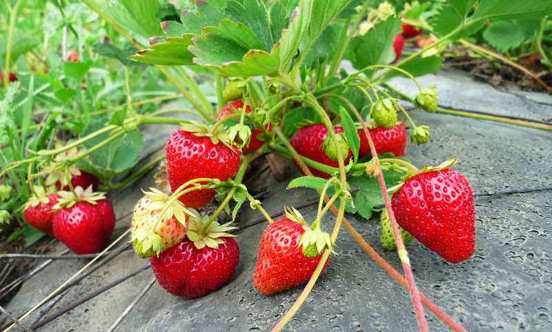 Ягоды сладкие, отлично подходят как для консервирования, употребления в свежем виде, так и для заморозки