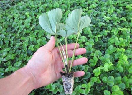 Практики рекомендуют высаживать рассаду различных сортов клубники на разных грядках или на удаленных друг от друга участках огорода