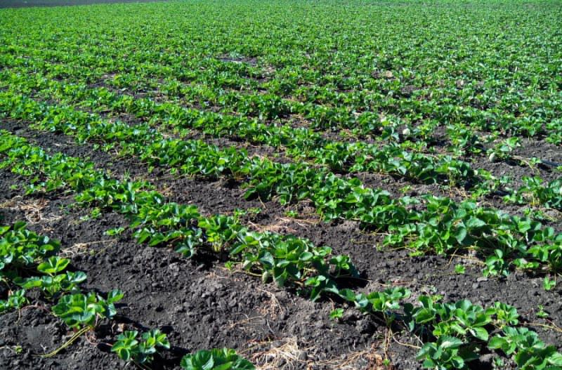 Практики считают, что со временем переопыление происходит. Сортовая клубника теряет свои качества: ухудшается ее вкус, цвет, аромат