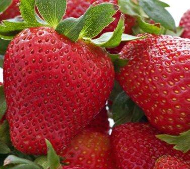 еудивительно, что, попробовав эту ягоду на вкус, вы мечтаете снова возродить урожай на грядке