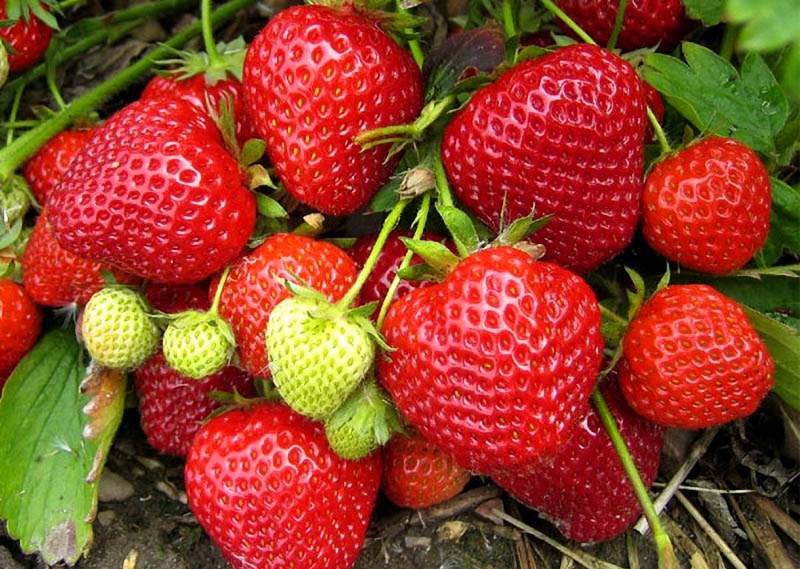 Сорт клубники Фаворит неприхотлив и нетребователен в уходе