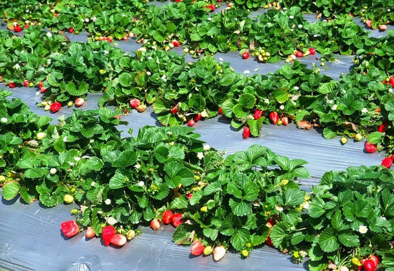 Рекомендуется выбирать те грядки, где в первой половине дня светит солнце, а во второй будет тень