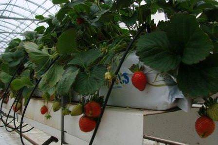 Гидропоника представляет собой нетрадиционный способ выращивания растений без использования почвы